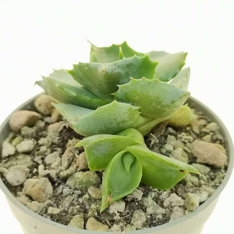 Agave potatorum cv. Shoji-Raijin 6,5 cm. | Agavaceae - Giromagi vendita ...