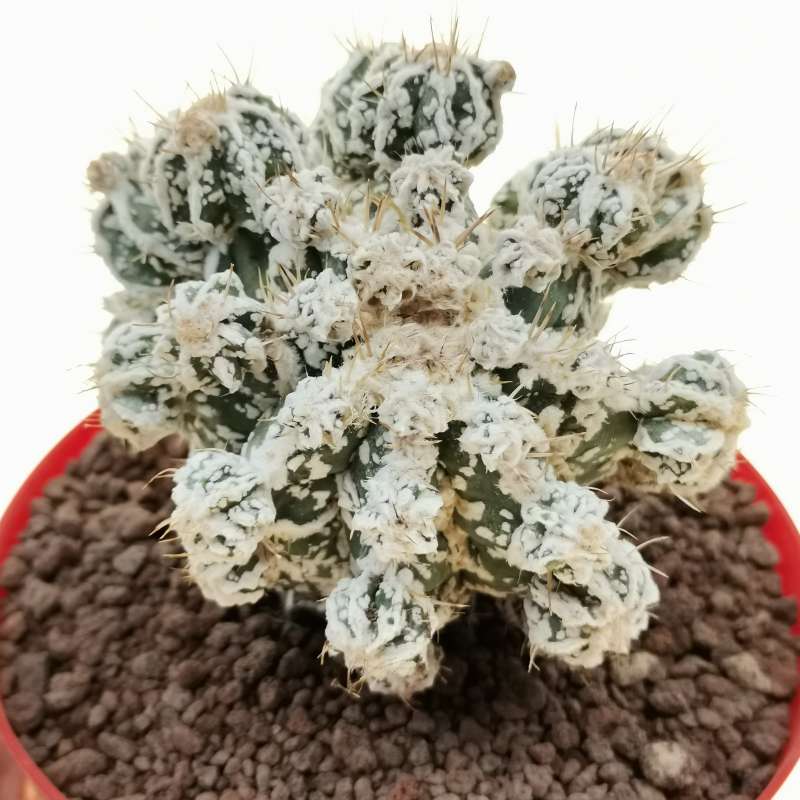 Astrophytum ornatum cv. Fukuryu Hania f. prolifera
