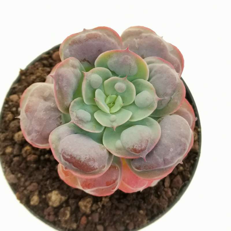 Echeveria Raindrops Cm Crassulaceae Giromagi Vendita Piante