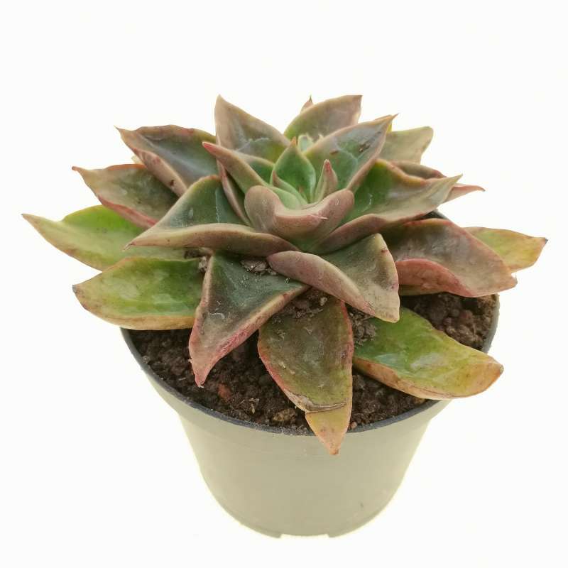 Echeveria 'Mexicano' 10 cm. | Crassulaceae - Giromagi vendita piante grasse