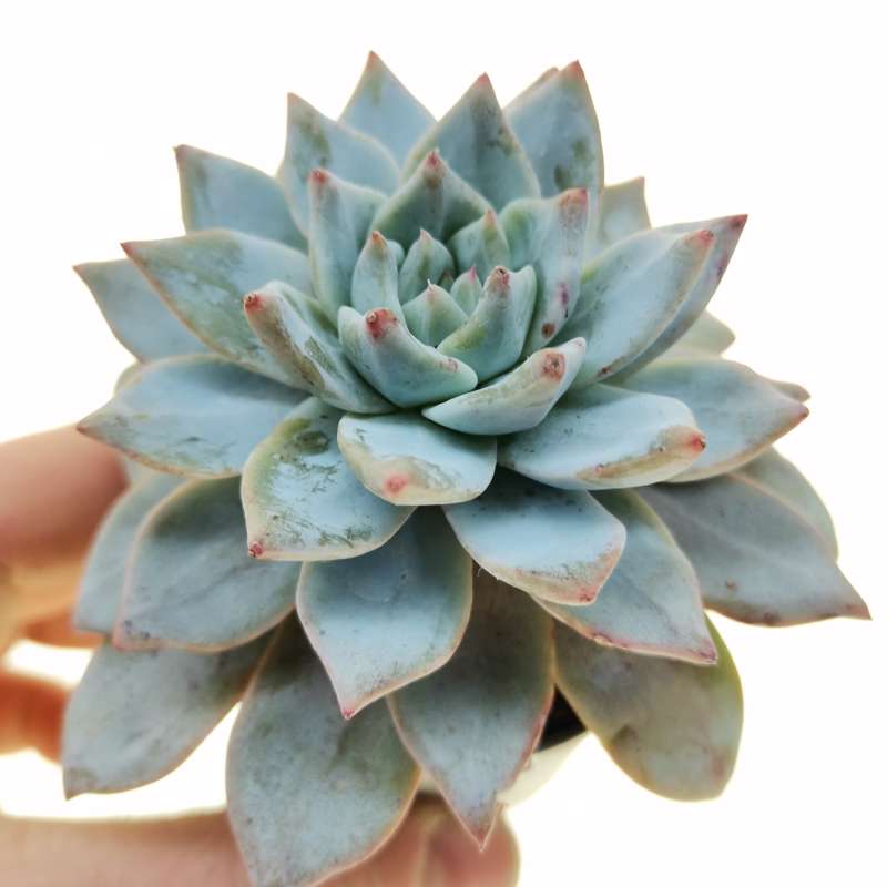 Echeveria 'Blue Bird' 6,5 cm. | Crassulaceae - Giromagi vendita piante ...