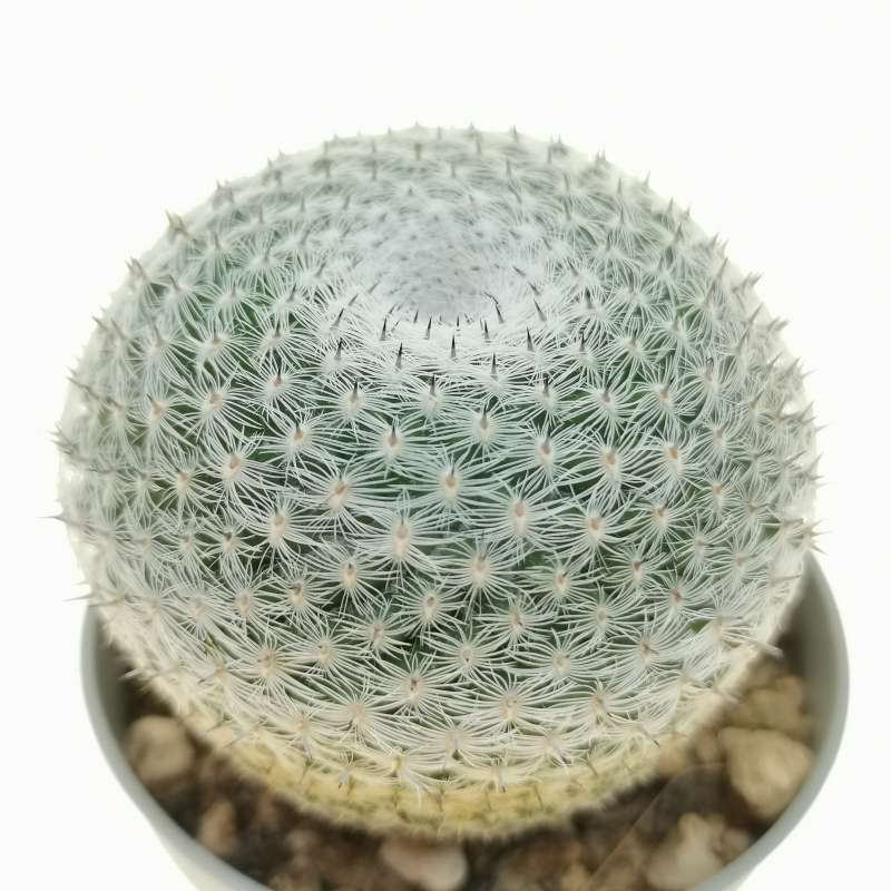 Mammillaria pseudoperbella 6,5 cm. | Cactaceae - Giromagi vendita ...