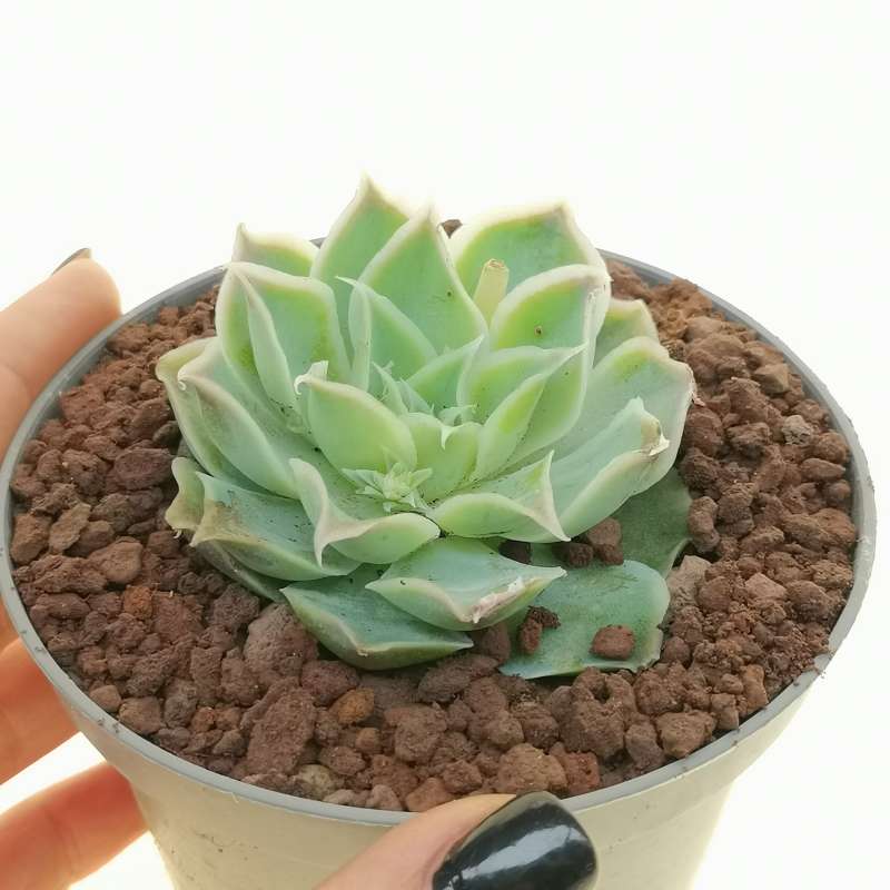 Echeveria simulans 'Laguna Sanchez' 10 cm. | Crassulaceae - Giromagi ...