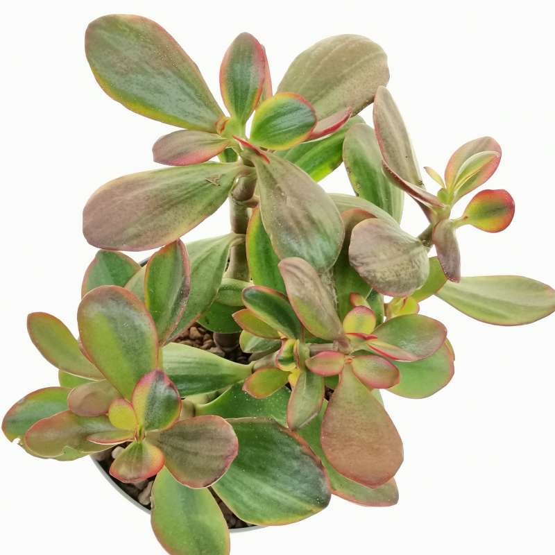 Crassula ovata 'Sunset magic' 14 cm. | Crassulaceae - Giromagi vendita ...