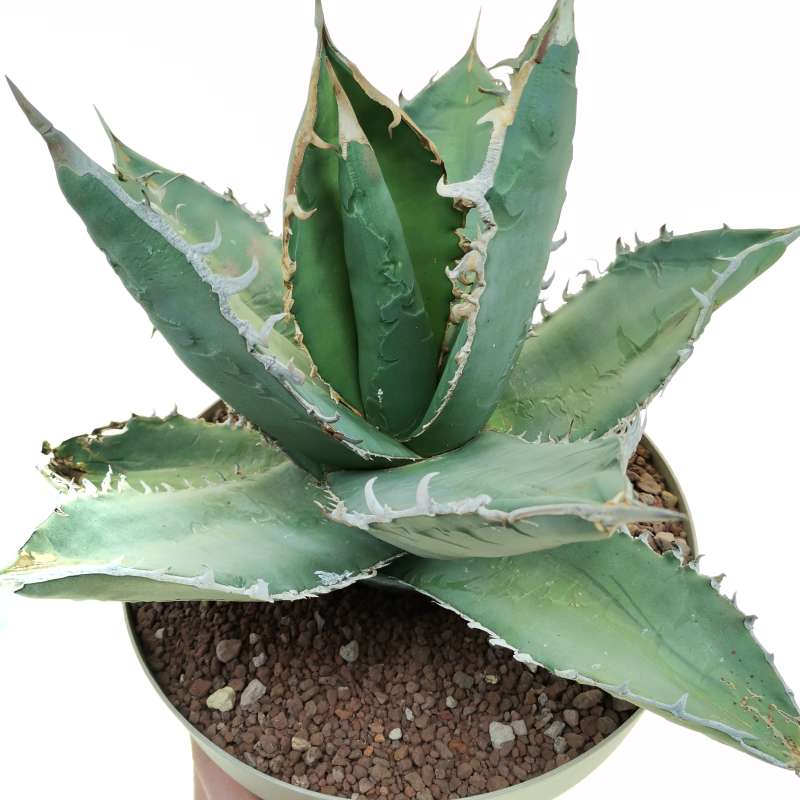 Agave titanota 'Caesar' 30cm. - Height: 27 cm, width 38 cm.