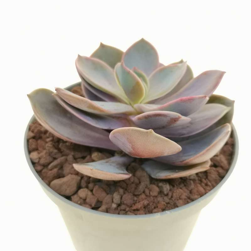 Echeveria 'Linn' 10 cm. | Crassulaceae - Giromagi vendita piante grasse