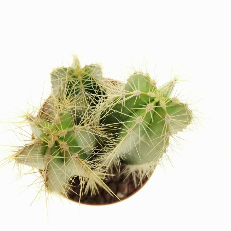 Isolatocereus dumortieri 10 cm. | Cactaceae - Giromagi vendita piante ...