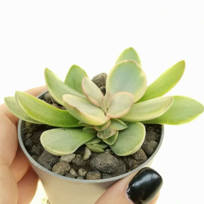 Crassula Money Maker F Variegata 6 5 Cm Crassulaceae Giromagi Vendita Piante Grasse