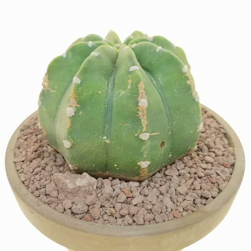 Echinopsis subdenudata 17 cm. | Cactaceae - Giromagi vendita piante grasse