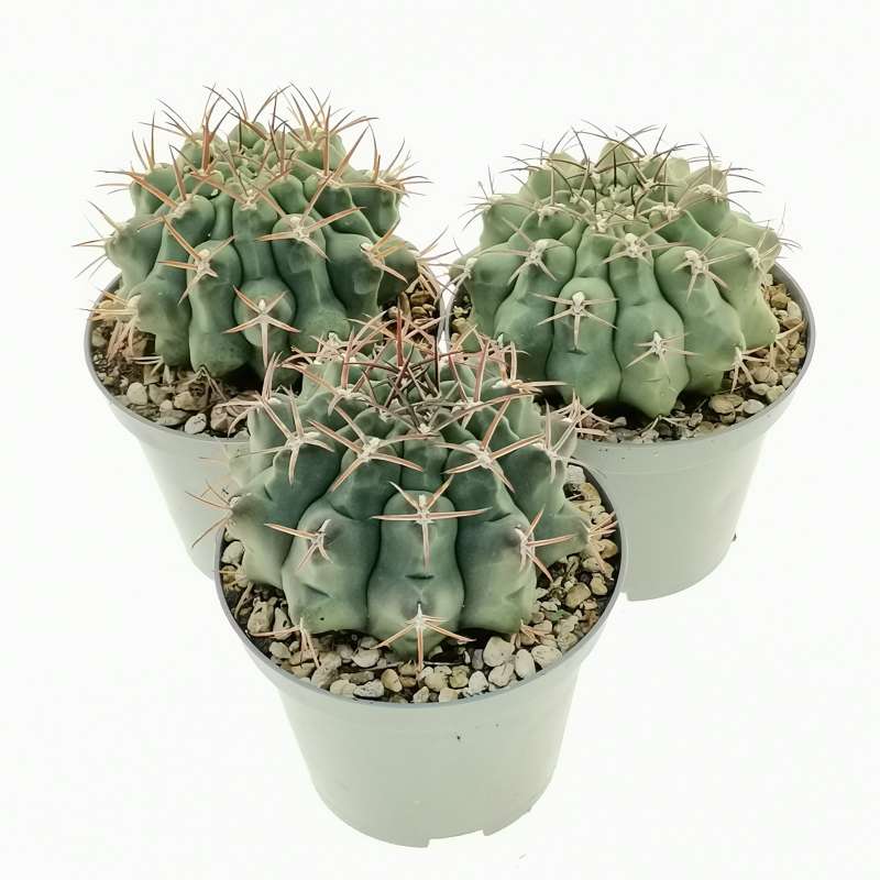 Gymnocalycium schickendantzii 10 cm. | Cactaceae - Giromagi vendita ...