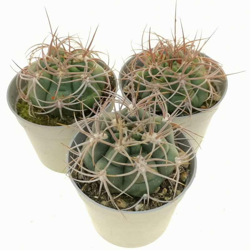 Gymnocalycium curvispinum 6,5 cm. | Cactaceae - Giromagi vendita piante ...