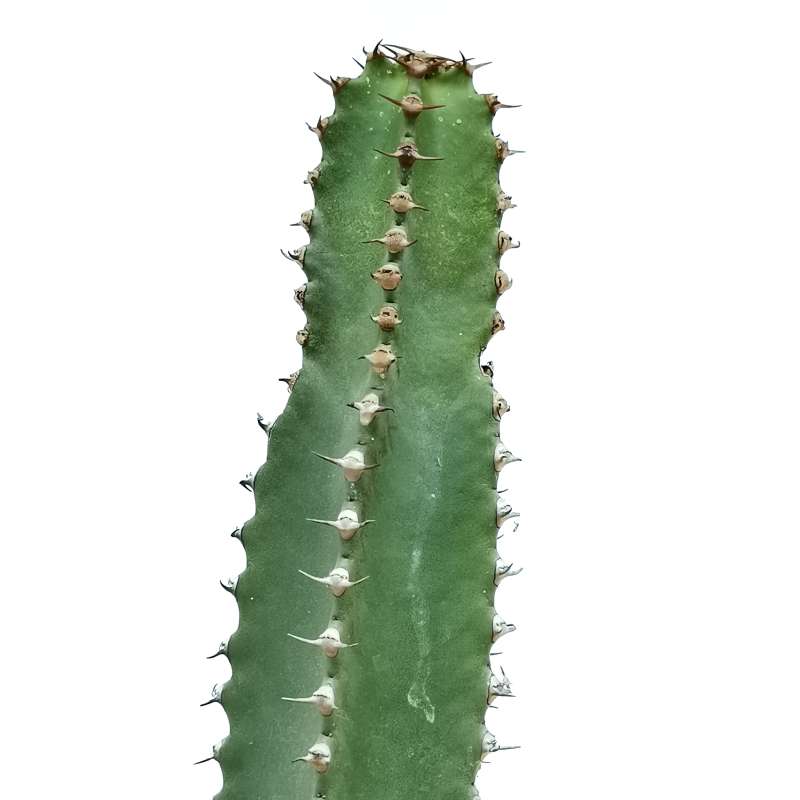 Euphorbia canariensis - Giromagi