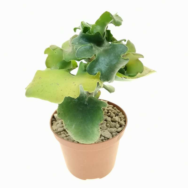 Kalanchoe Beharensis Var Subnuda Cm Crassulaceae Giromagi Vendita Piante Grasse