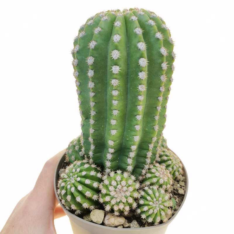 Trichocereus pasacana f. brevispinus 14 cm. | Cactaceae - Giromagi ...