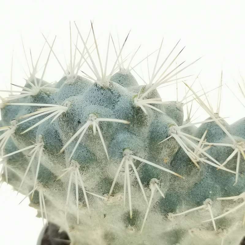 Tephrocactus Alexanderi F Crestata Cm Cactaceae Giromagi Vendita Piante Grasse