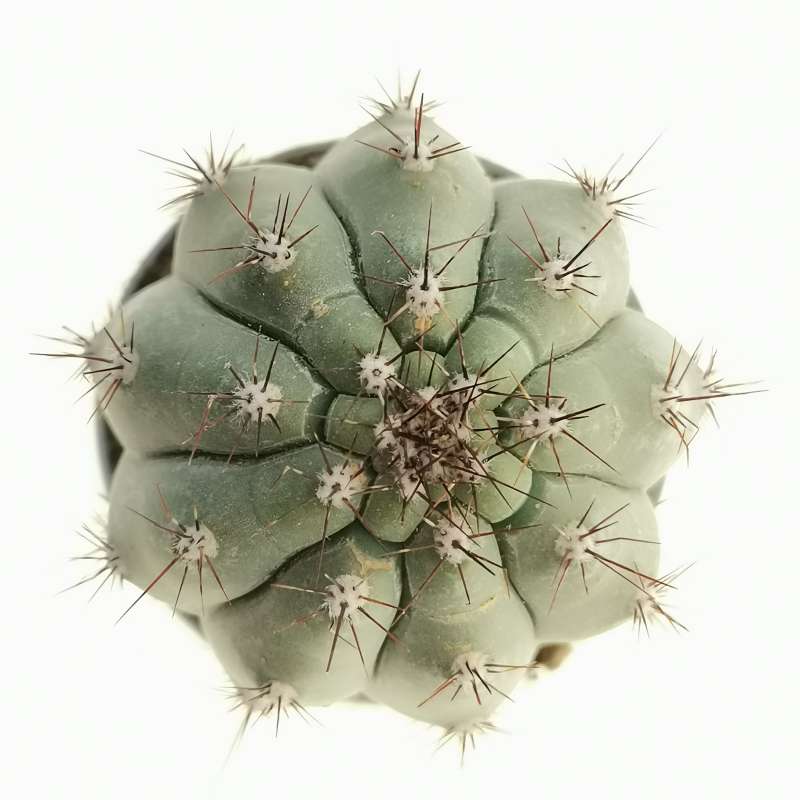 Cipocereus bradei 6,5 cm. Cactacea Giromagi vendita piante grasse
