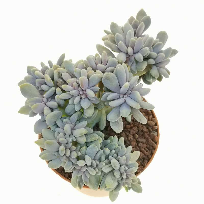 Graptosedum 'francesco Baldi' F. Crestata 10 Cm. 