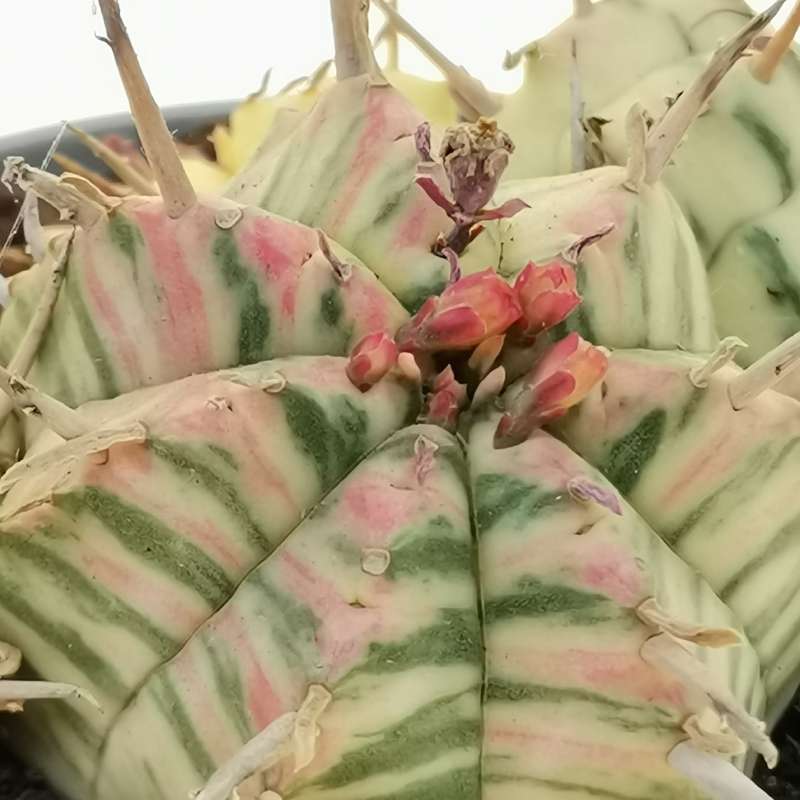 Euphorbia meloformis f. variegata - Giromagi