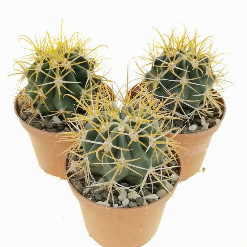 Ferocactus chrysacanthus 10 cm. | Cactaceae - Giromagi vendita piante ...