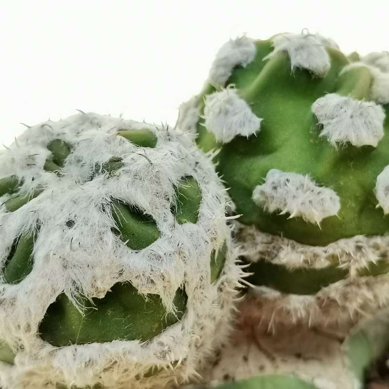 Echinopsis subdenudata cv. Fuzzy Navel f. mostruosa - Giromagi