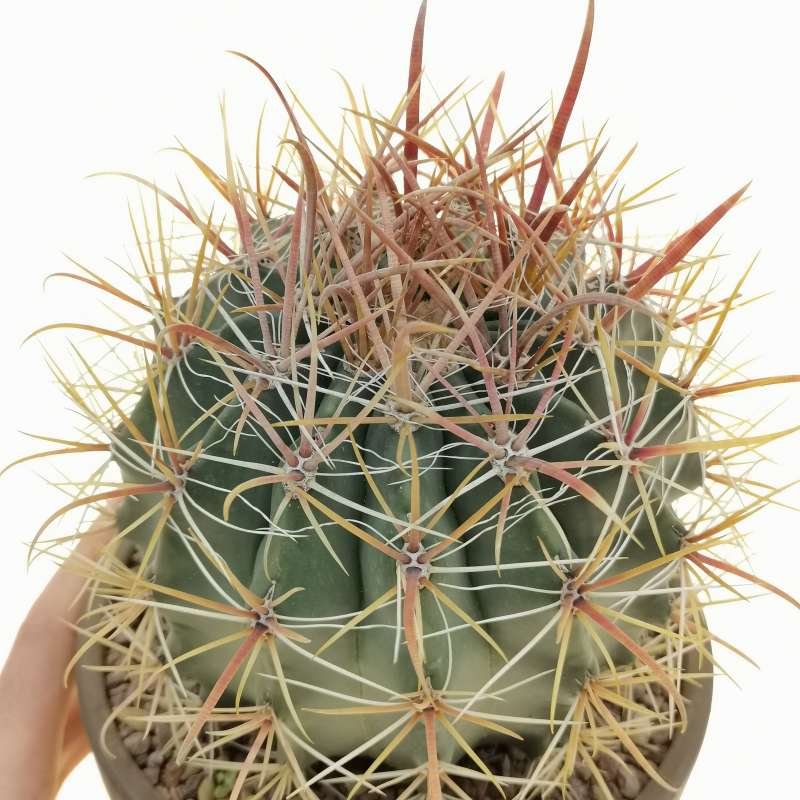 Ferocactus chrysacanthus hybrid 17 cm. | Cactaceae - Giromagi vendita ...