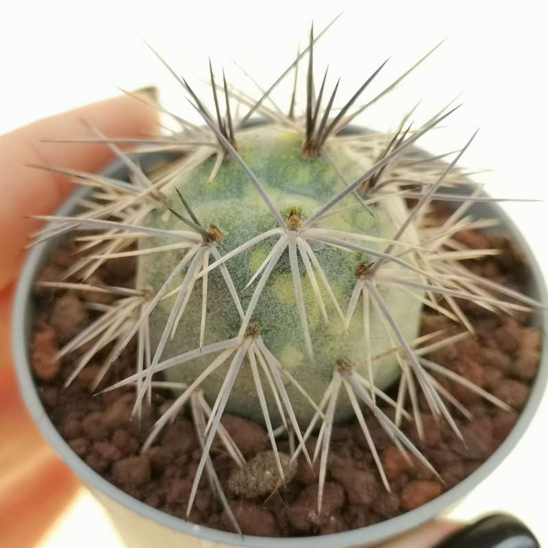 Tephrocactus Alexanderi F Variegata Cm Cactaceae Giromagi