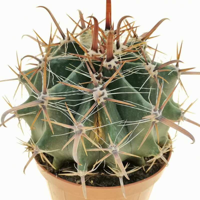 Ferocactus horridus f. mostruosa 12 cm. | Cactaceae - Giromagi vendita ...