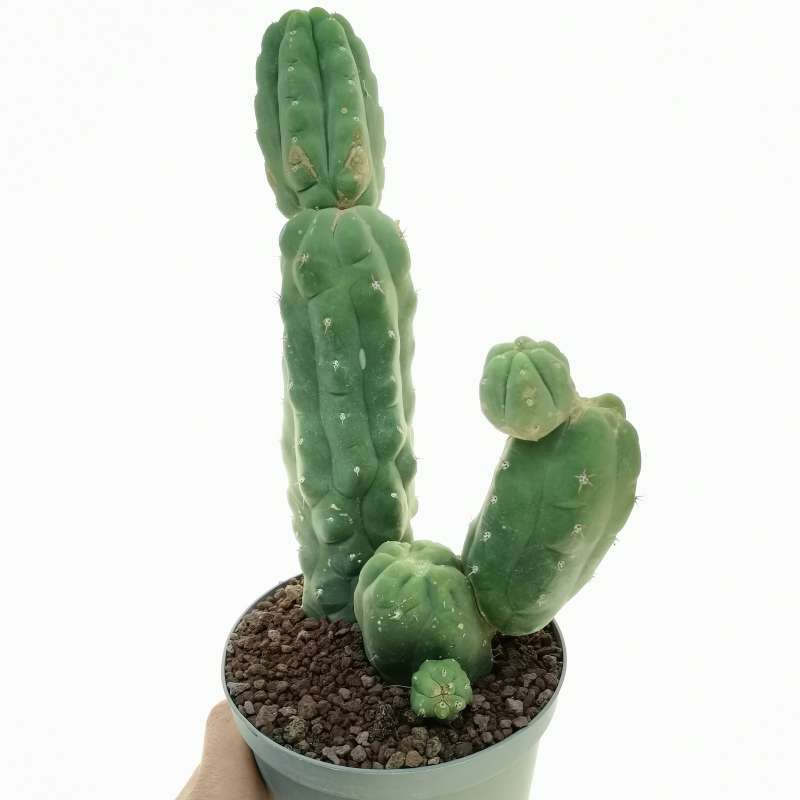 Trichocereus pachanoi f. mostruosa 14 cm. | Cactaceae - Giromagi ...