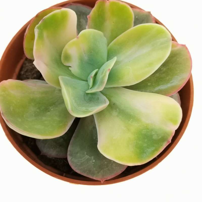 Echeveria Gibbiflora F Variegata Cm Crassulaceae Giromagi