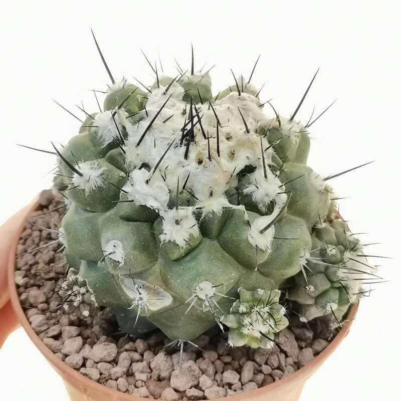 Copiapoa esmeraldana f. prolifera 10 cm. Cactaceae Giromagi vendita