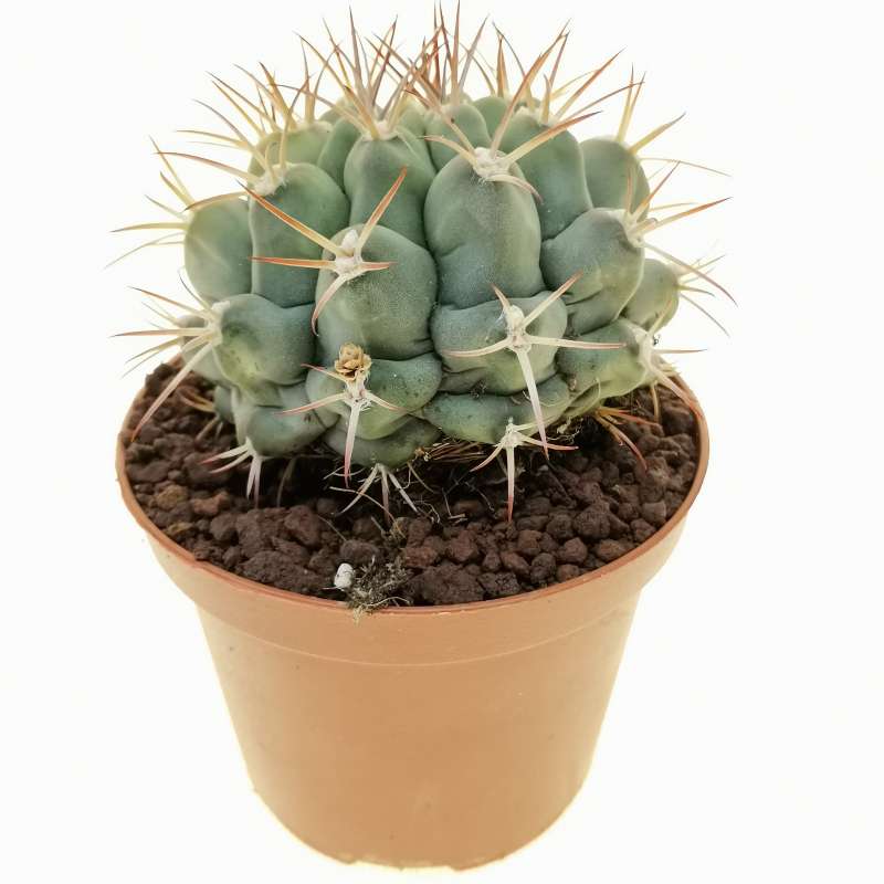 Gymnocalycium schickendantzii f. variegata 10 cm. | Cactaceae ...