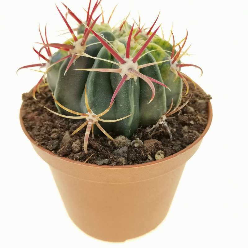 Ferocactus latispinus - Cactus vivant pot d'intérieur plante rare