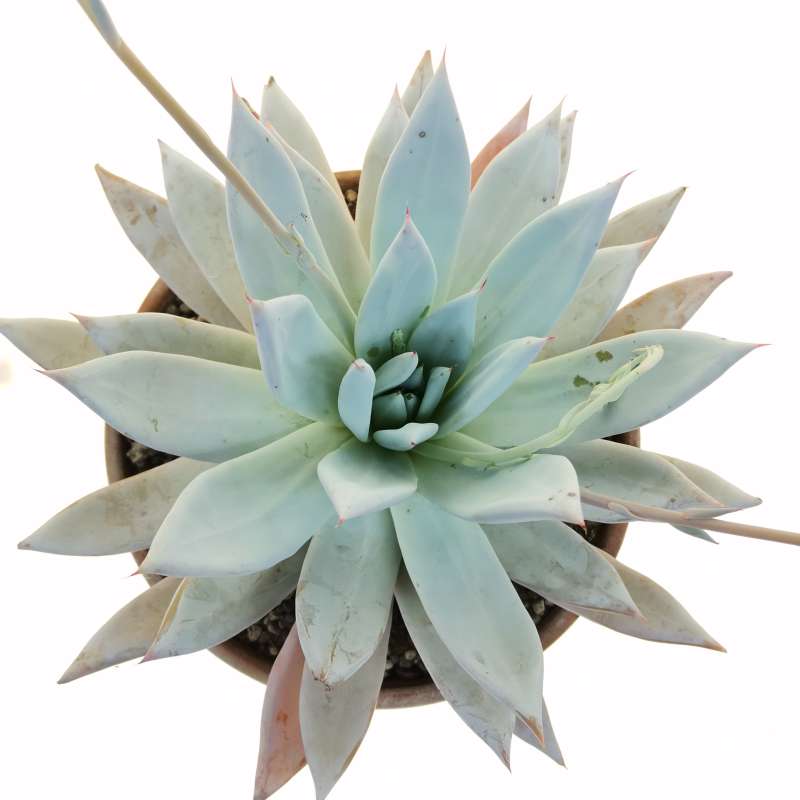 Echeveria colorata 'Mexican Giant' 21 cm. | Crassulaceae - Giromagi ...