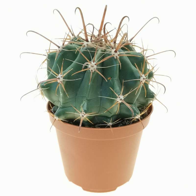 Ferocactus peninsulae subs. townsendianus 10 cm. | Cactaceae - Giromagi ...