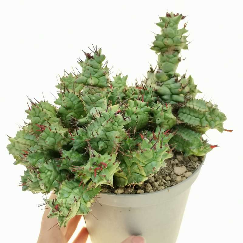 Euphorbia horrida f. mostruosa 14 cm. | Euphorbiaceae - Giromagi ...