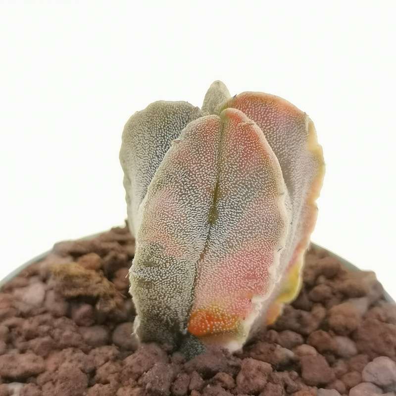 Astrophytum myriostigma f. variegata columnare 6,5 cm. | Cactaceae ...