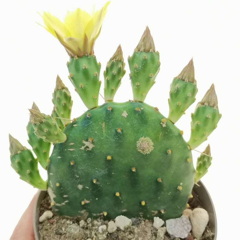 Opuntia rhodantha var. pisciformis 14 cm. | Cactaceae - Giromagi ...