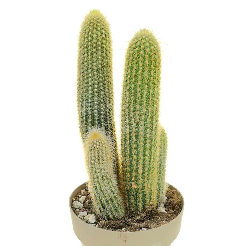 Espostoa guentheri 20 cm. | Cactaceae - Giromagi vendita piante grasse