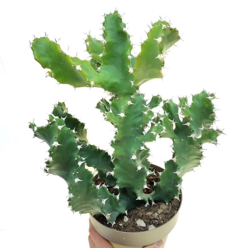 Euphorbia Stellata - vendita online piante caudex Euphorbia Stellata - vendita online piante caudex