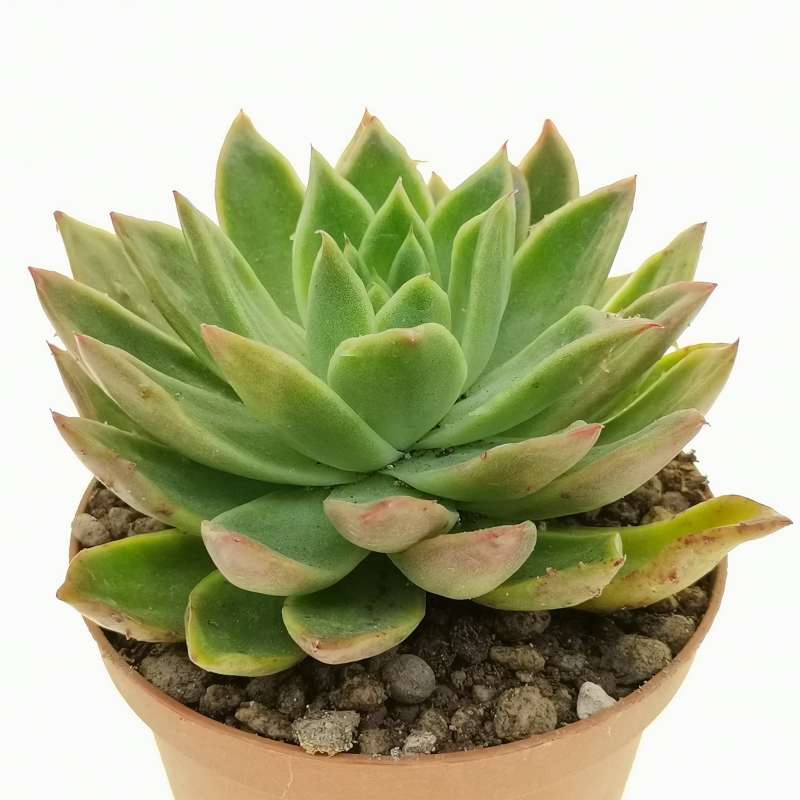 Echeveria 'Bronze Beauty' f. mostruosa 10 cm. | Crassulaceae - Giromagi ...