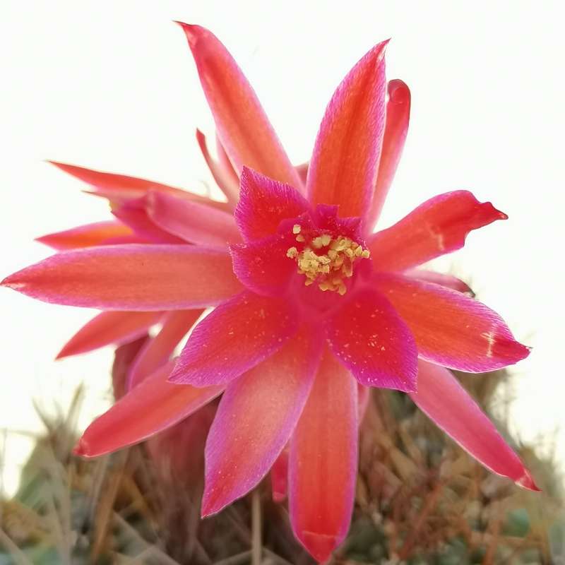 Matucana ritteri 14 cm. Cactaceae Giromagi vendita piante grasse