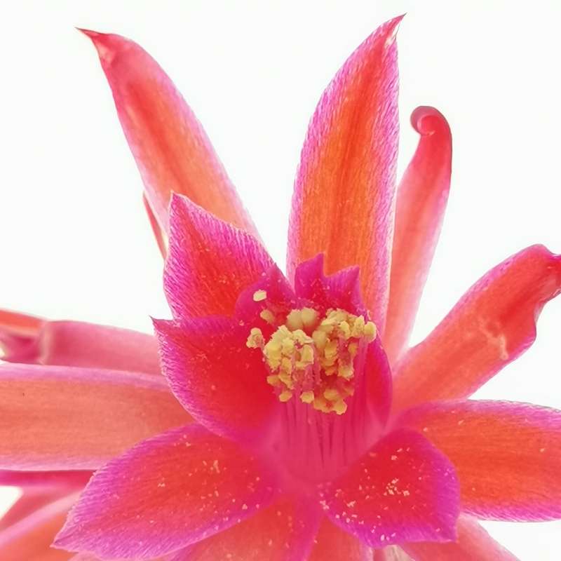 Matucana ritteri 14 cm. Cactaceae Giromagi vendita piante grasse