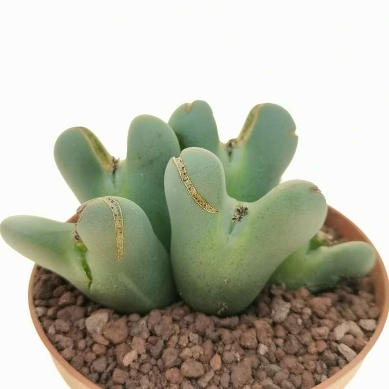 Conophytum Frutescens 10 Cm. 