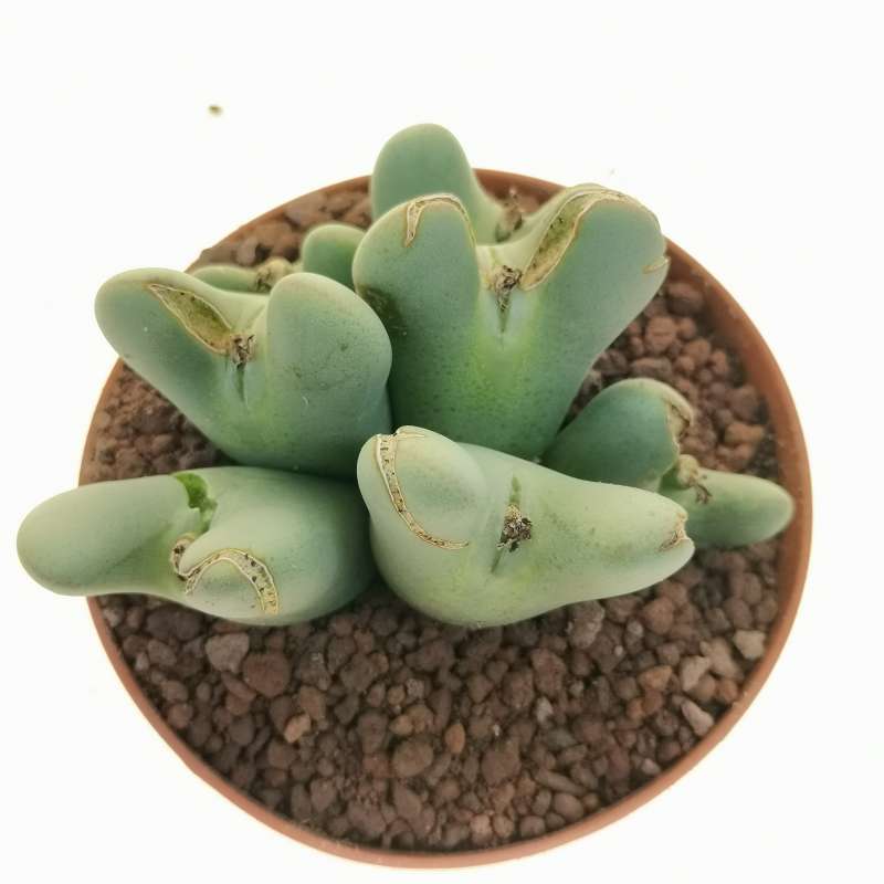 Conophytum frutescens 10 cm. | Aizoaceae - Giromagi vendita piante grasse