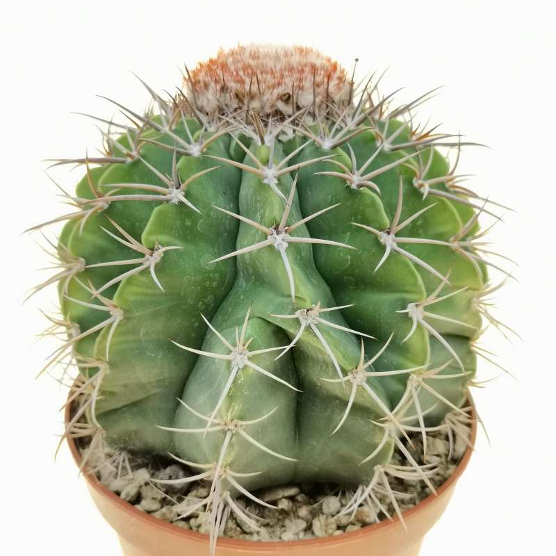 Melocactus violaceus 14 cm. | Cactaceae - Giromagi vendita piante grasse