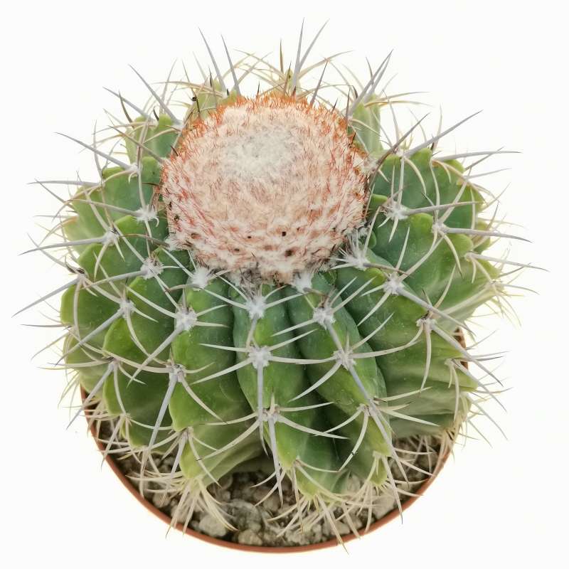 Melocactus violaceus 14 cm. | Cactaceae - Giromagi vendita piante grasse