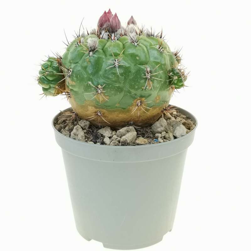 Matucana ritteri f. prolifera 14 cm. | Cactaceae - Giromagi vendita ...