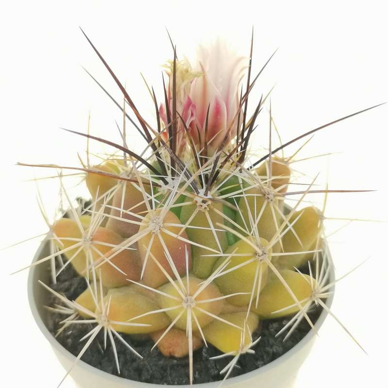 Thelocactus Rinconensis Subs. Nidulans 6,5 Cm. 