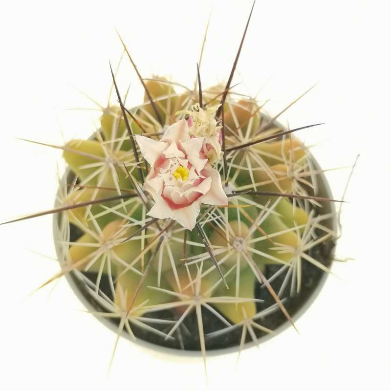 Thelocactus rinconensis subs. nidulans 6,5 cm. | Cactaceae - Giromagi ...