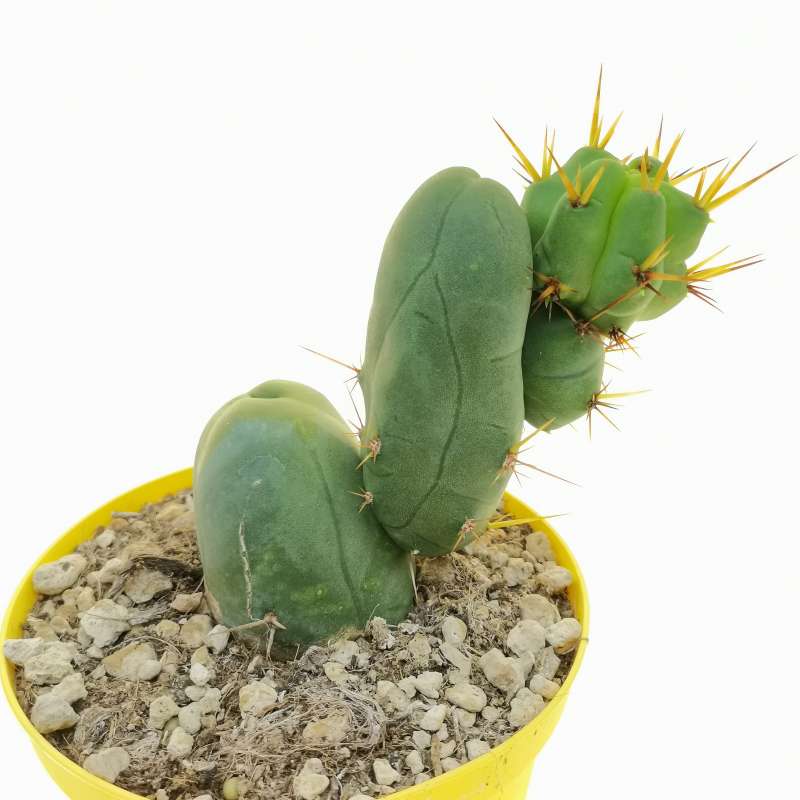 Trichocereus bridgesii f. mostruosa 'Stacker' 14 cm. | Cactaceae ...